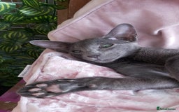 Oriental cats for sale: Full Pedigree Oriental 1 Kitten XL size ears GCCF - Image 28
