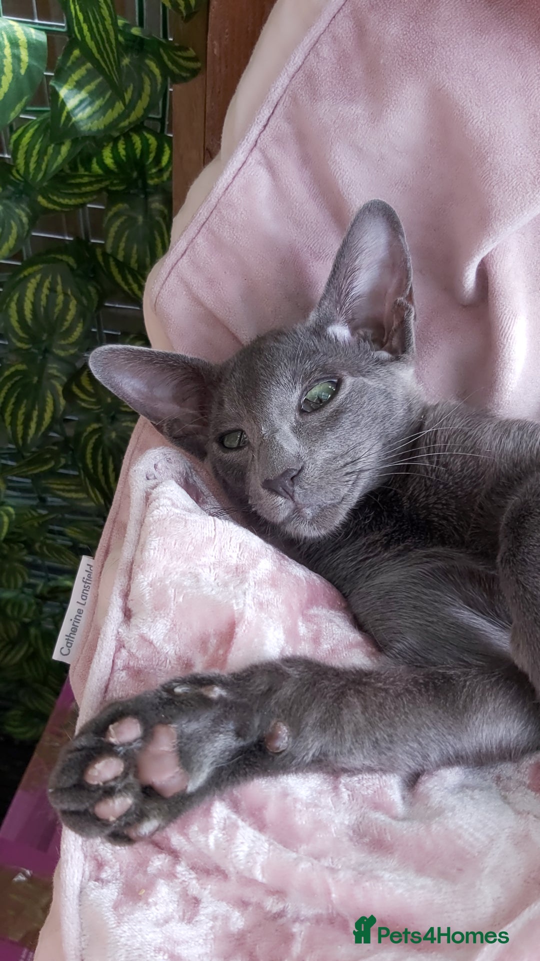 Oriental cats for sale: Full Pedigree Oriental 1 Kitten XL size ears GCCF - Image 28