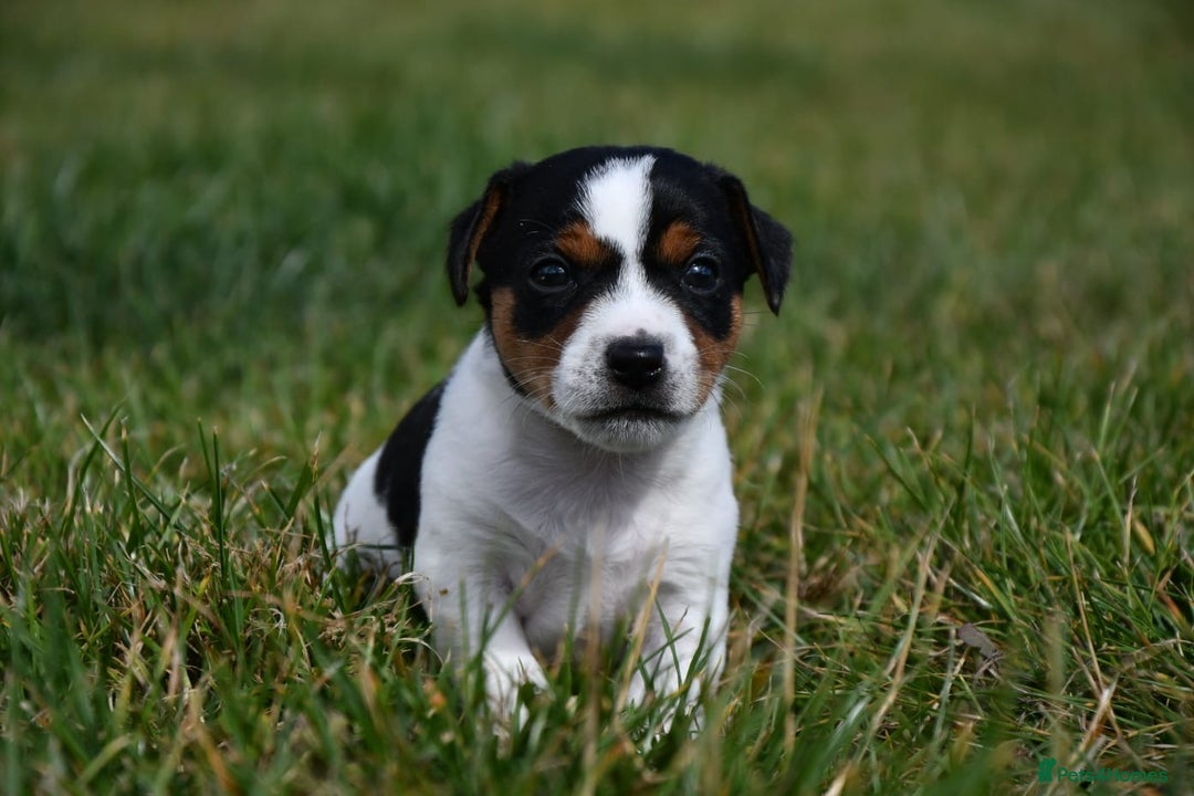 Jack Russell dogs for sale: Jack Russel puppies for sale  - Image 10