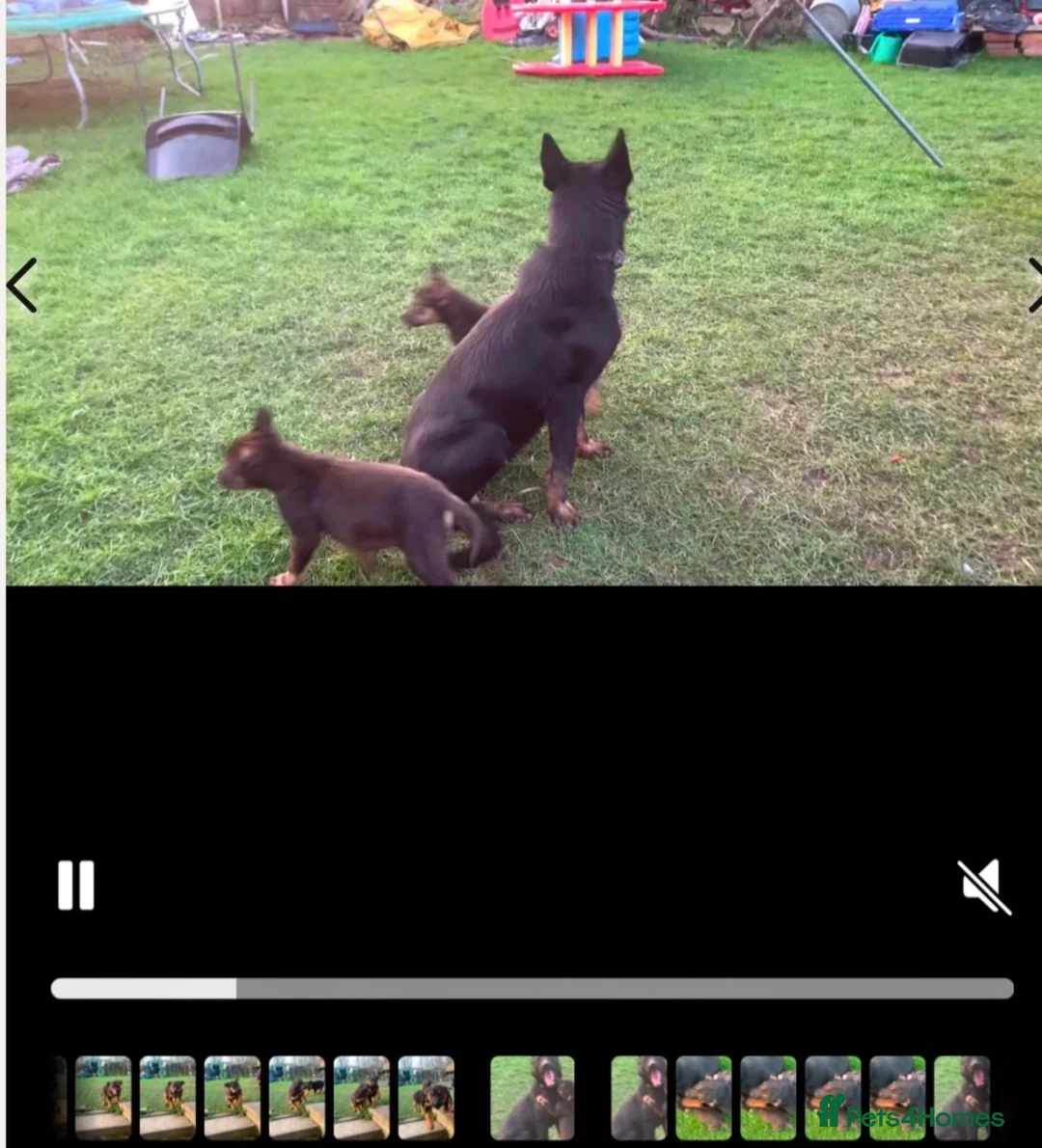 German Shepherd dogs for sale: Gorgeous girl German Shepard puppy - Advert 2