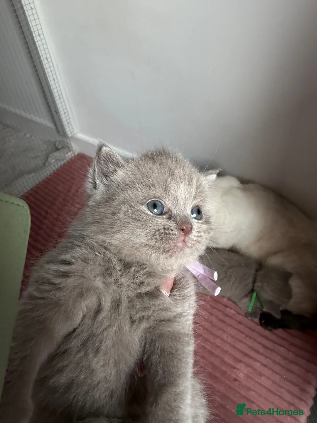 British Shorthair cats for sale: BSH🌟🌟🌟🌟🌟kittens - Advert 17