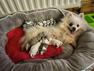 Pomeranian dogs Gorgeous KC Pomeranians - Advert 1