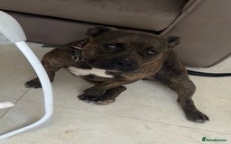 American Bully dogs for sale: Classic American Bully - Image 7