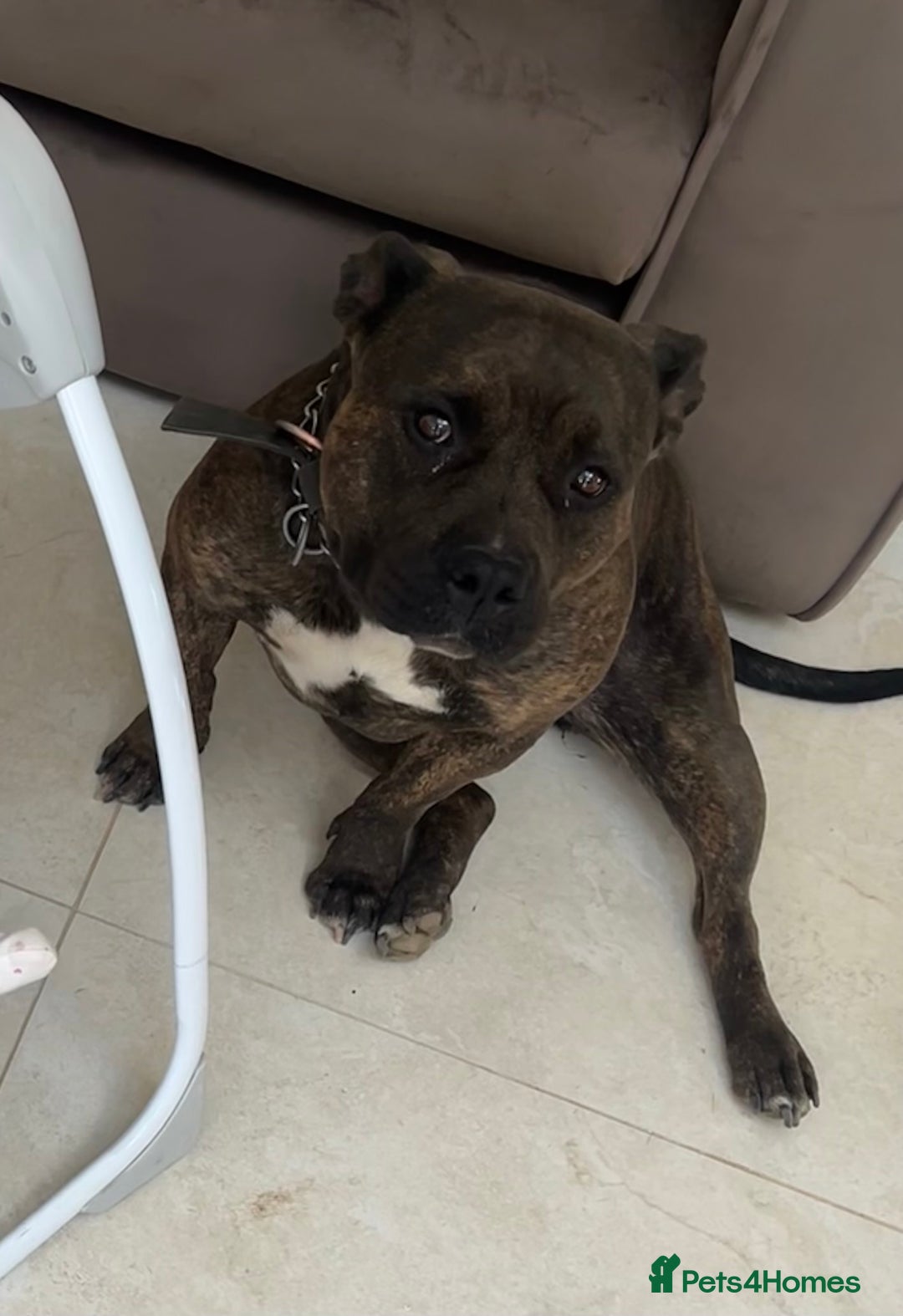 American Bully dogs for sale: Classic American Bully - Image 7