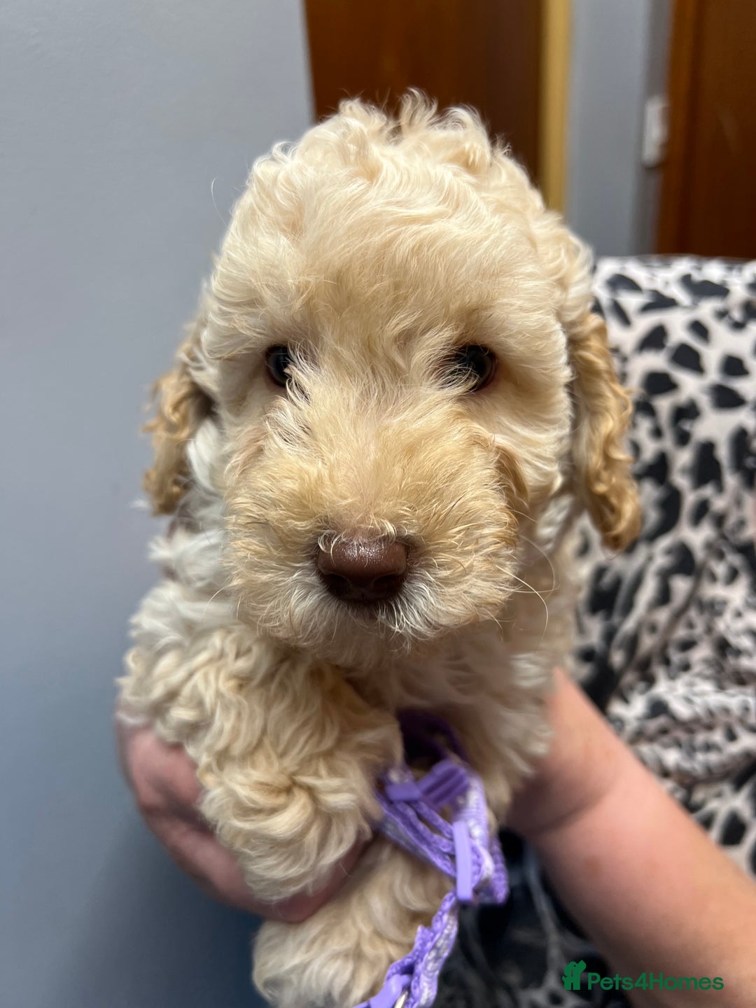 Miniature Poodle dogs for sale: Miniature poodles  - Image 4