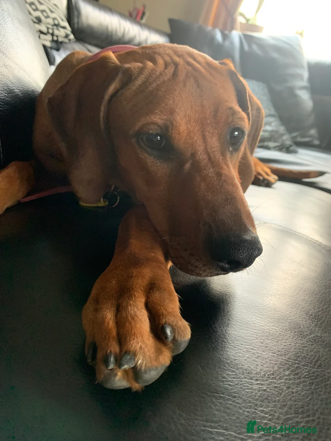 Rhodesian Ridgeback dogs for sale: Rhodesian Ridgeback Puppies KC/Hip/Elb/Health  in King's Lynn - Advert 9