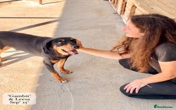 Mixed Breed dogs for adoption: Gambit, 5 yrs approx. Available for adoption. - Image 3
