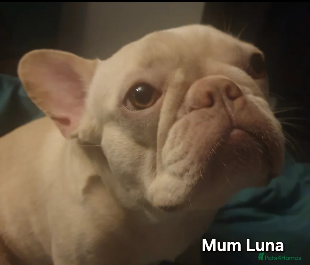 French Bulldog dogs for sale: Stunning Blue French Bulldog Puppies - Advert 1