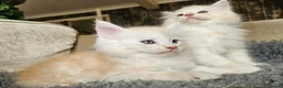 Maine Coon cats for sale: XXL Exceptional Pedigree Kittens Russian line - Advert 10