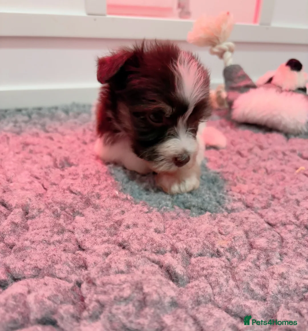 Miniature Schnauzer dogs for sale: SOLD KC Reg Miniature Schnauzers - Advert 20