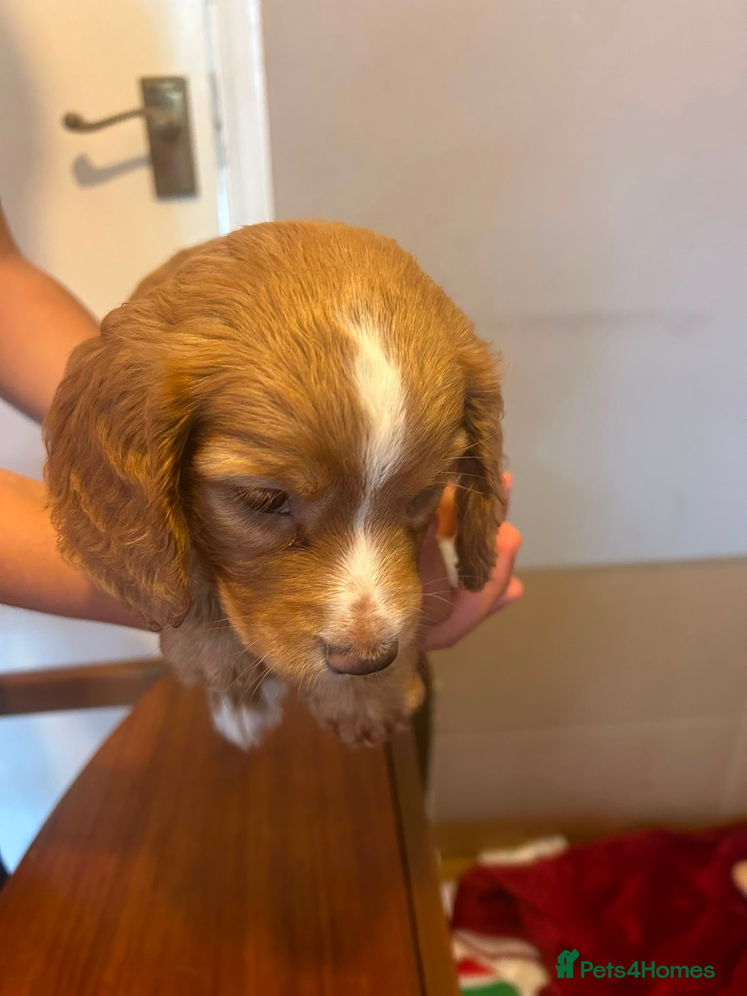 Mixed Breed dogs for sale: Adorable Family Raised Puppies Looking for Homes - Advert 18