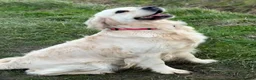 Golden Retriever dogs for sale: Kc reg cream 3 year old female  - Advert 2