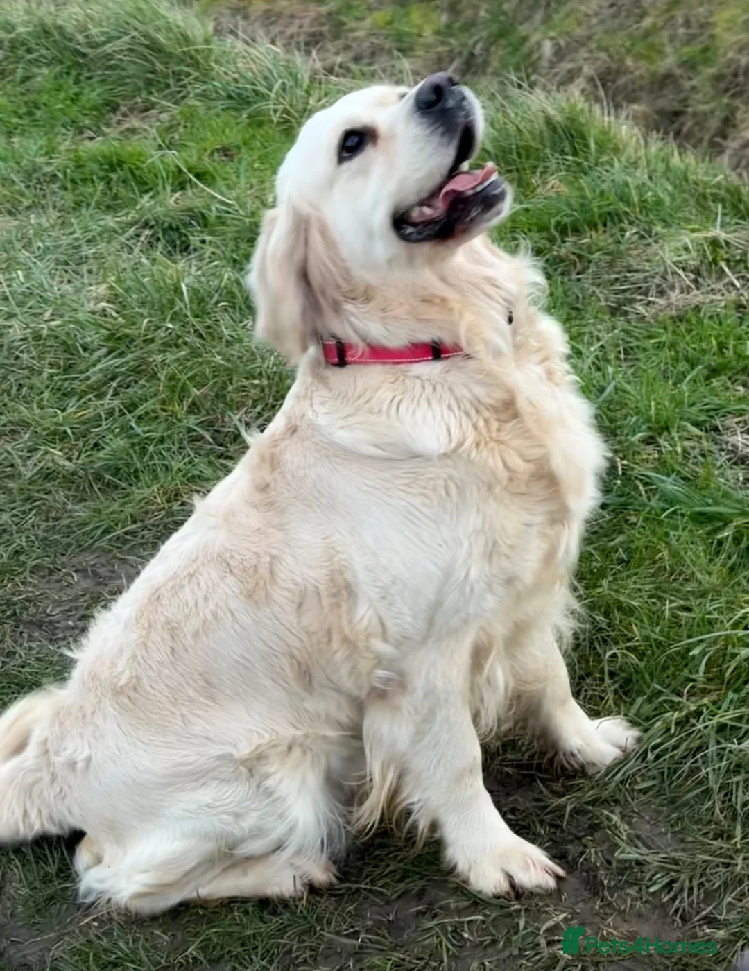 Golden Retriever dogs for sale: Kc reg cream 3 year old female  - Advert 2