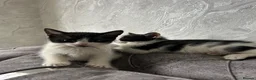 Domestic Shorthair cats for sale: 🐾Fluffy black and white kittens🐾 - Advert 17