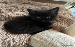 British Shorthair cats for sale: Beautiful, friendly, playful kittens - Image 8