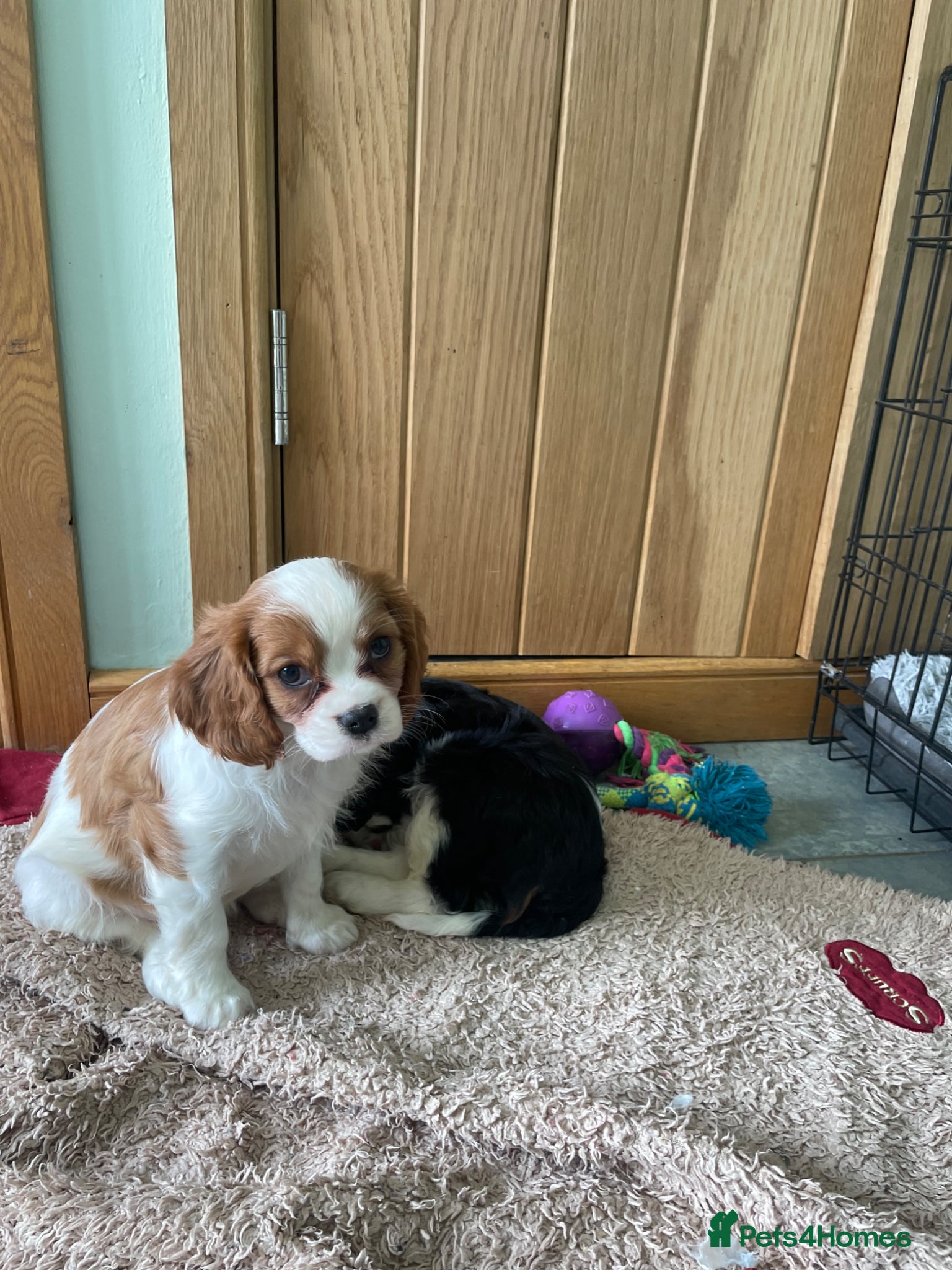 Cavalier King Charles Spaniel dogs K C Reg Cavalier King Charles  - Advert 6