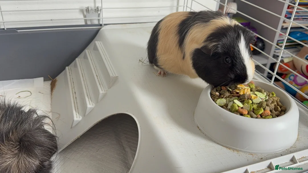 Guinea Pig rodents for sale: Two Male Guinea pigs  - Advert 2