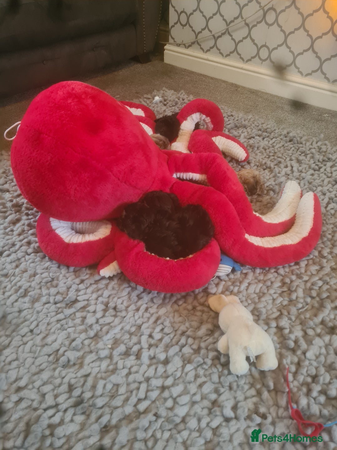 Maltipoo dogs for sale: MALTIPOO 🥰🥰 READY TO LEAVE  - Advert 10