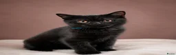 British Shorthair cats for sale: 2 confident vocal playful boys left one very big  - Advert 8
