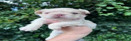 French Bulldog dogs for sale: BEAUTIFUL FLUFFY FRENCH BULLDOG PUPPIES - Advert 4