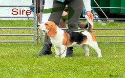 Beagle dogs for sale: KC reg beagle puppies - Image 9