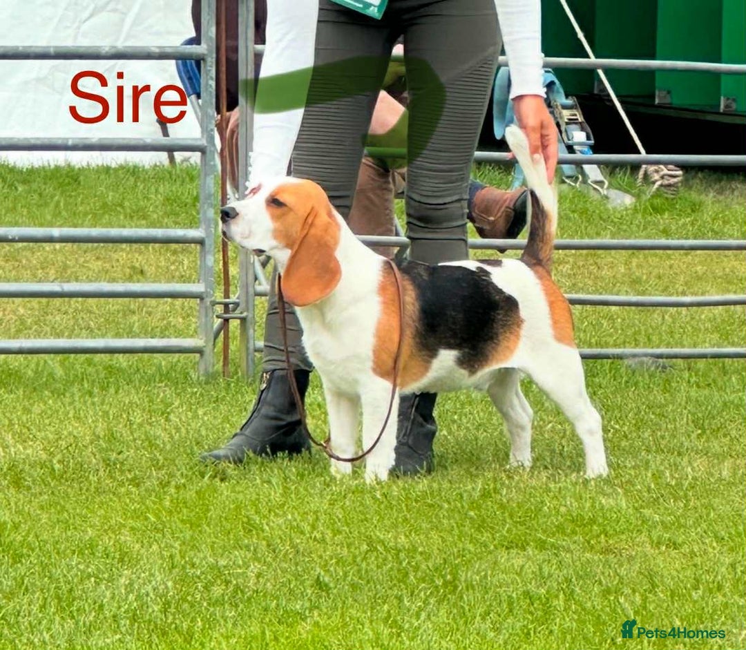 Beagle dogs for sale: KC reg beagle puppies - Image 9
