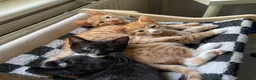 British Shorthair cats for sale: Beautiful kittens ready for loving homes. in London - Advert 16