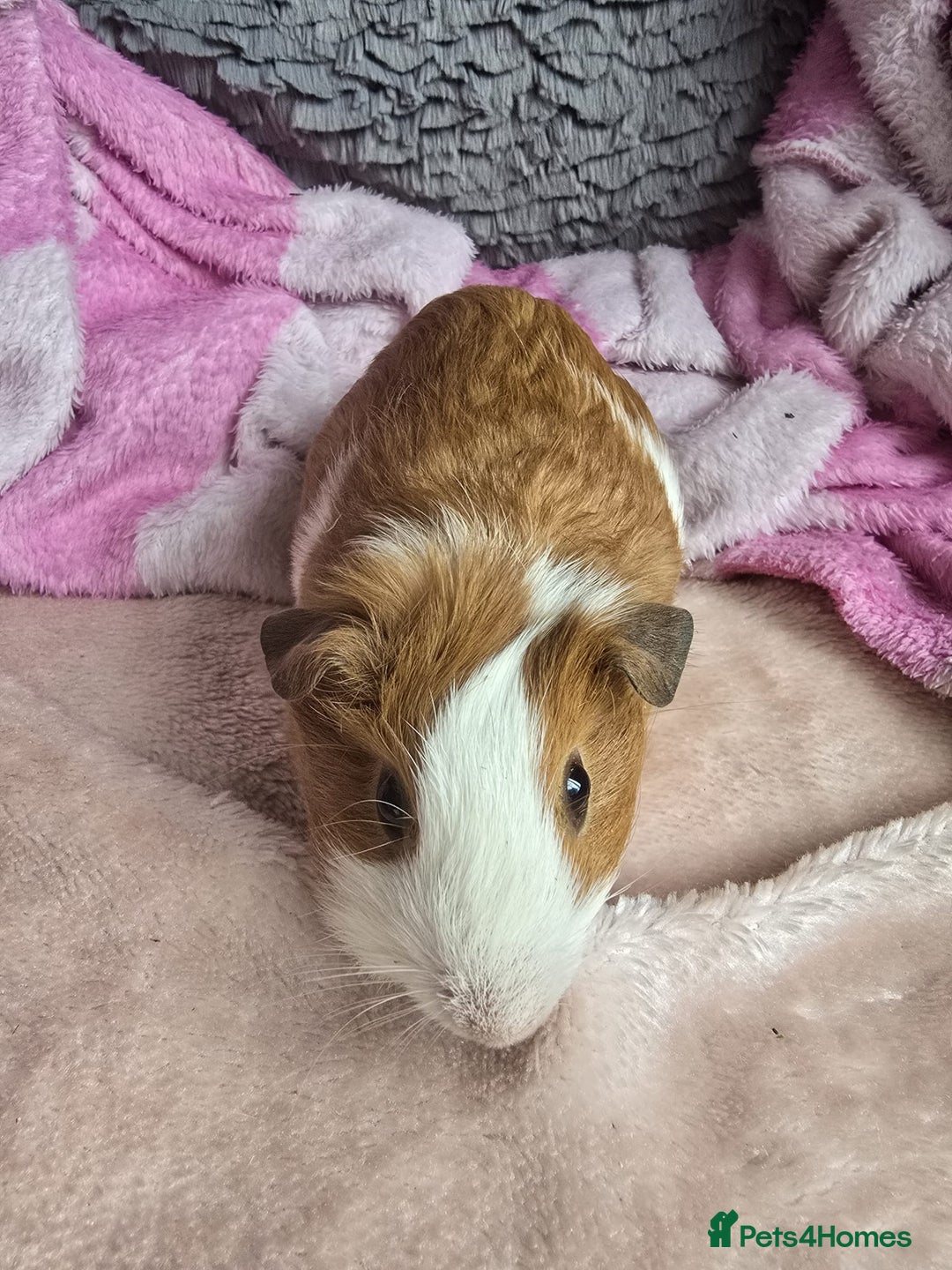 Guinea Pig rodents for sale: Friendly female guinea pigs. Lovely colours - Image 3