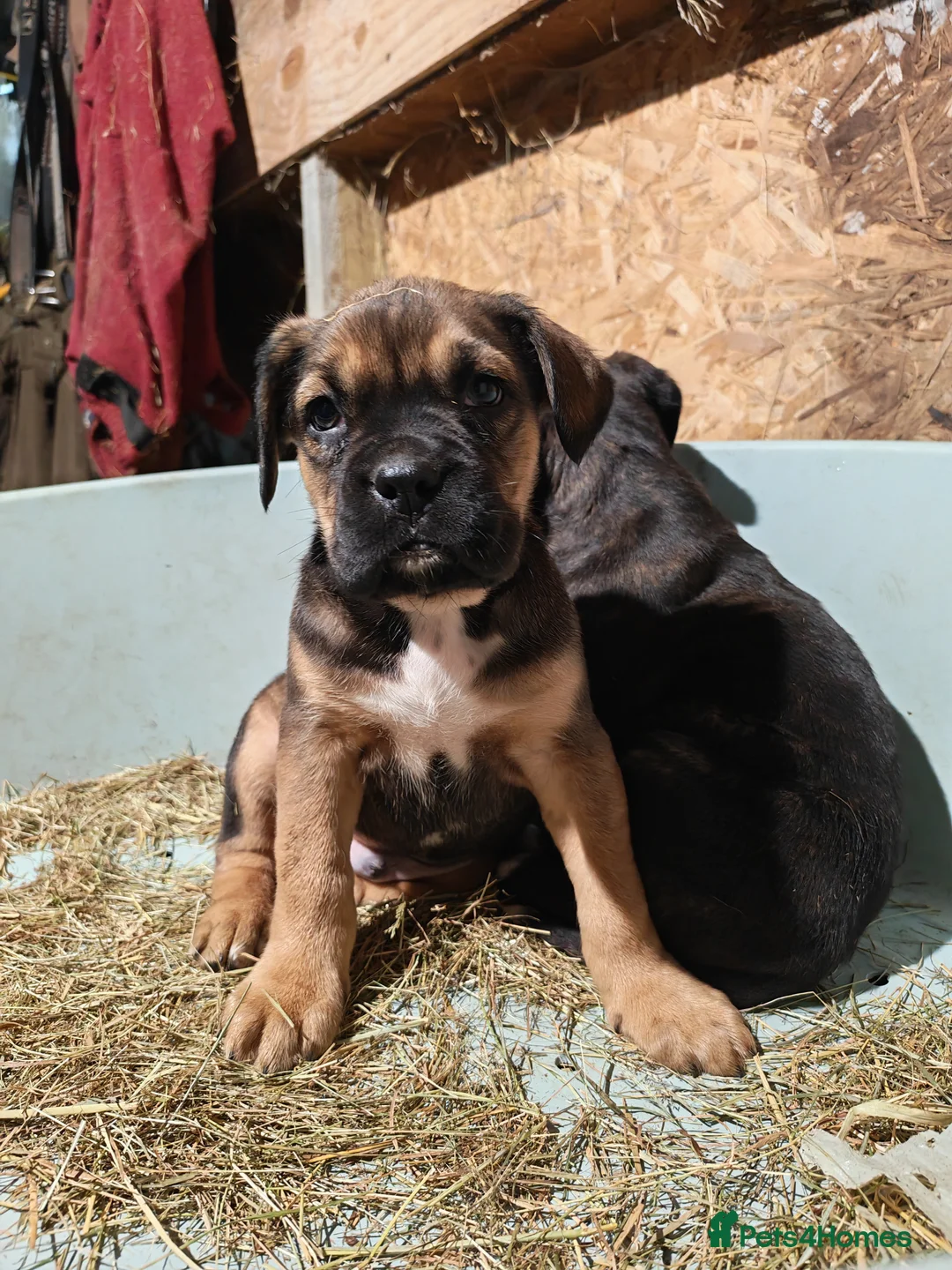 Boxer dogs for sale: Boxer pups 4 girls 2 boys - Advert 4
