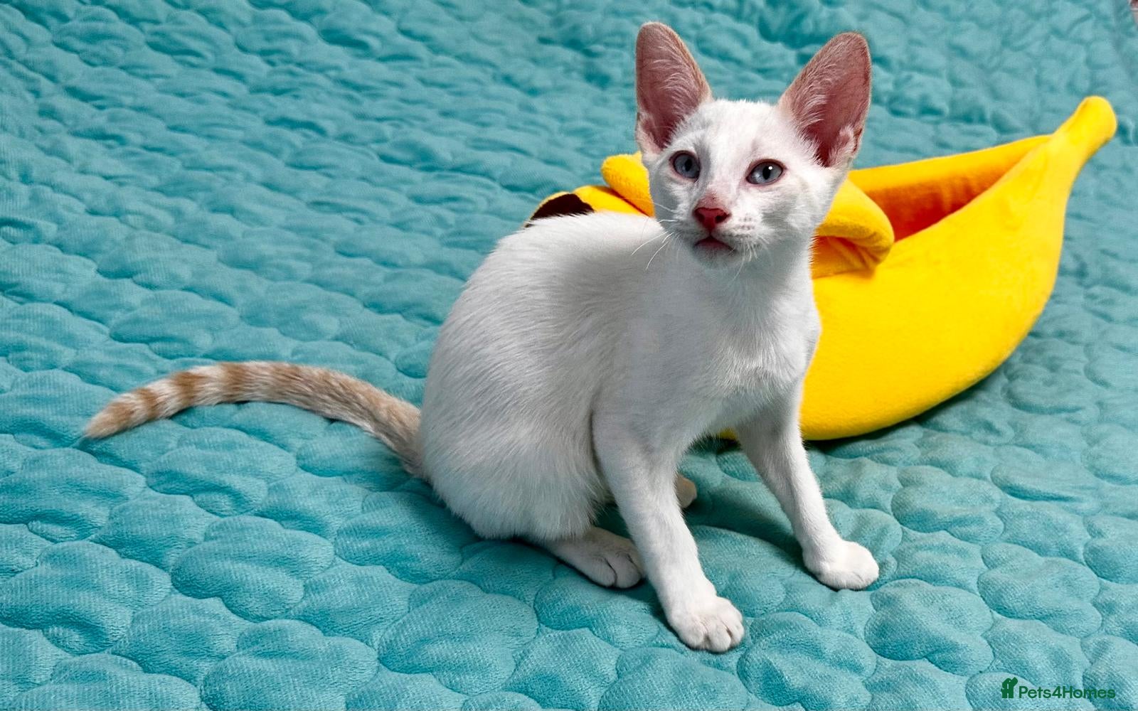 Cornish Rex cats Last boy ready now  🐾 - Advert 7