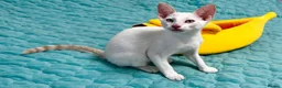 Cornish Rex cats for sale: Last Boy-Super Affectionate & Loving ♥️  - Advert 9
