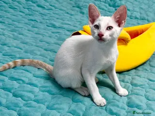 Cornish Rex cats Last boy ready now 🐾 - Advert 7