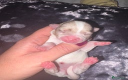 Chihuahua dogs for sale: 💕Stunning chihuahua pups 💕 - Image 18
