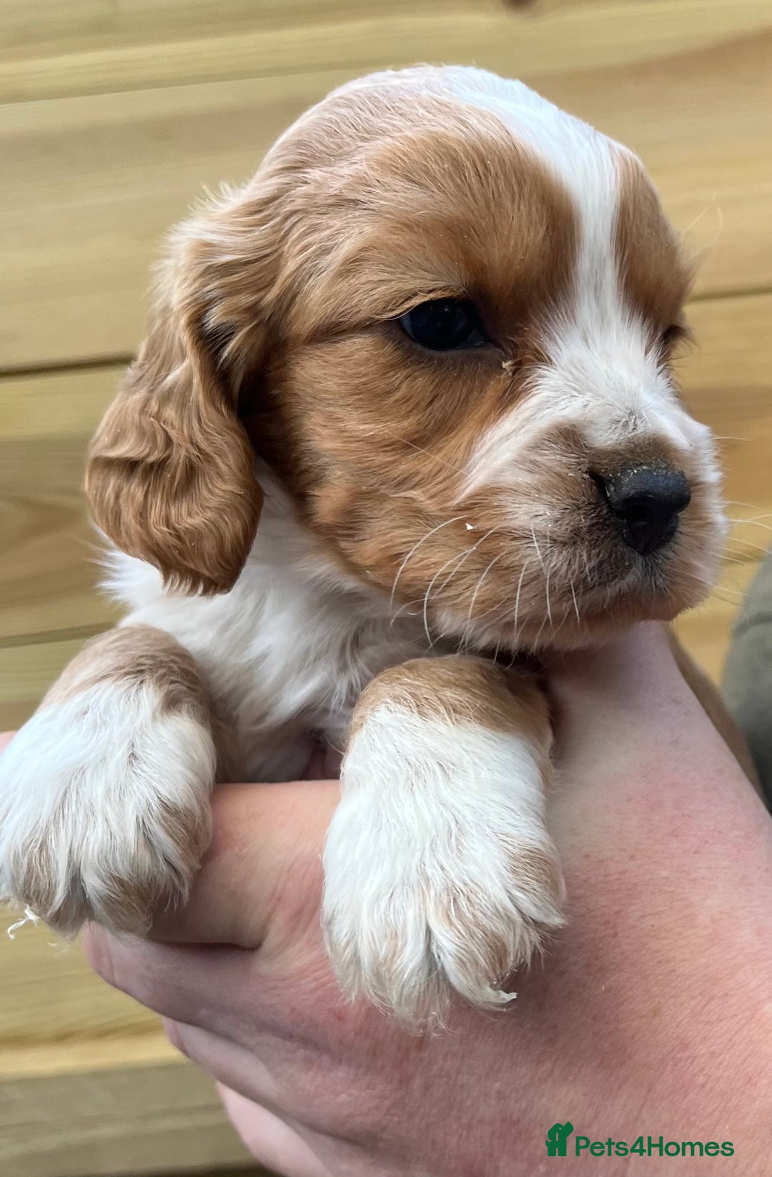 Cocker Spaniel dogs for sale: Stunning Health Tested WCS Pups - Advert 8