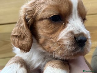 Cocker Spaniel dogs Stunning Health Tested WCS Pups - Advert 2
