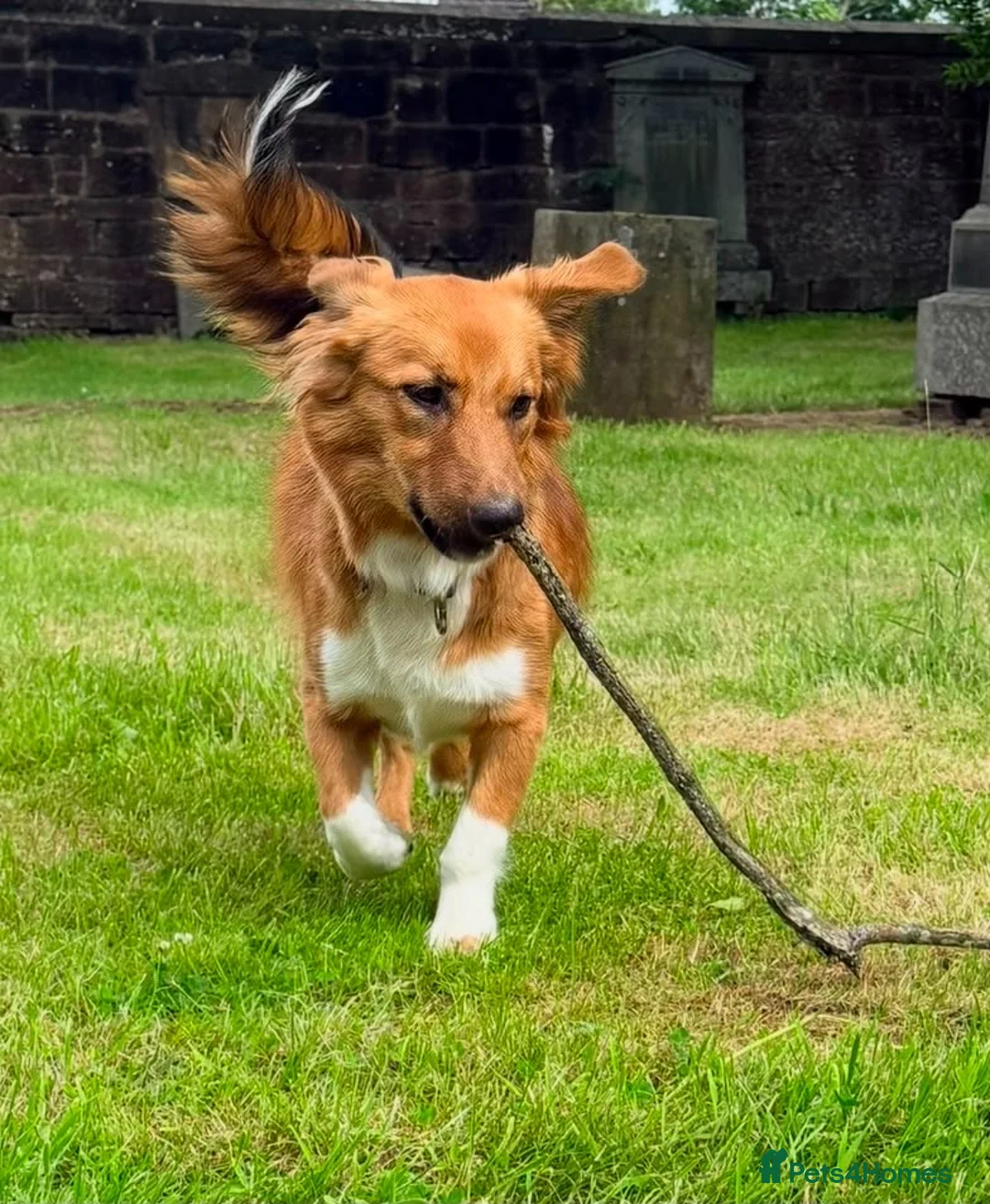 Mixed Breed dogs for adoption: ❤️🐶 KEIRA – THE PERFECT BALANCE OF FUN AND CUDDLE in Coatbridge - Advert 1