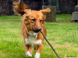 Mixed Breed dogs ❤️🐶 KEIRA – THE PERFECT BALANCE OF FUN AND CUDDLE - Advert 3