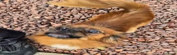 Mixed Breed dogs for adoption: Pongo - In Ayr Looking for a Home  - Advert 5