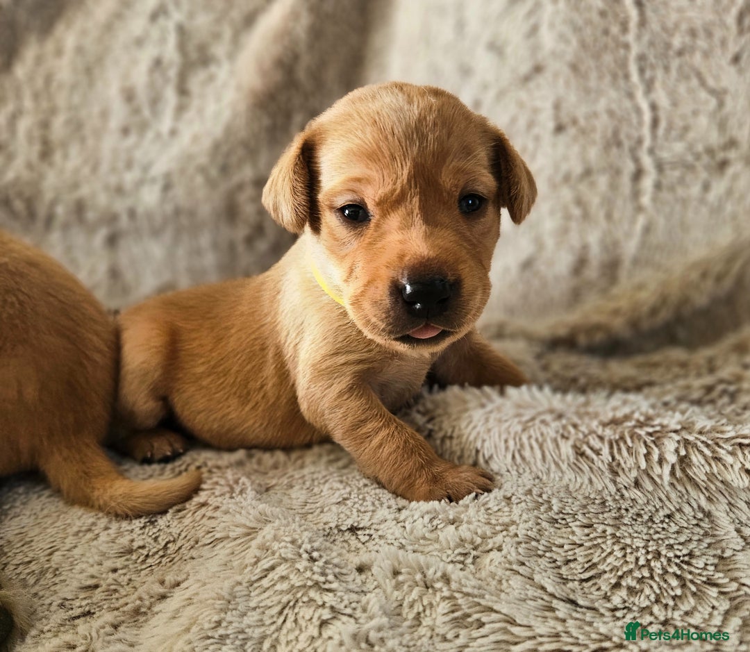 Labrador Retriever dogs for sale: KC Registered Labrador Puppies – Family Raised - Advert 9