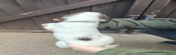English Springer Spaniel dogs for sale: Beautiful litter of English Springer spaniels - Advert 17