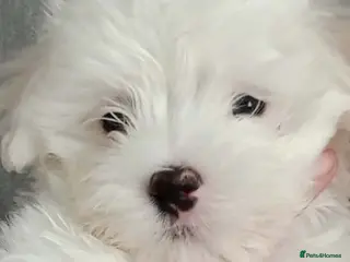Maltese dogs Beautiful Maltese Boy Hypoallergenic - Advert 9