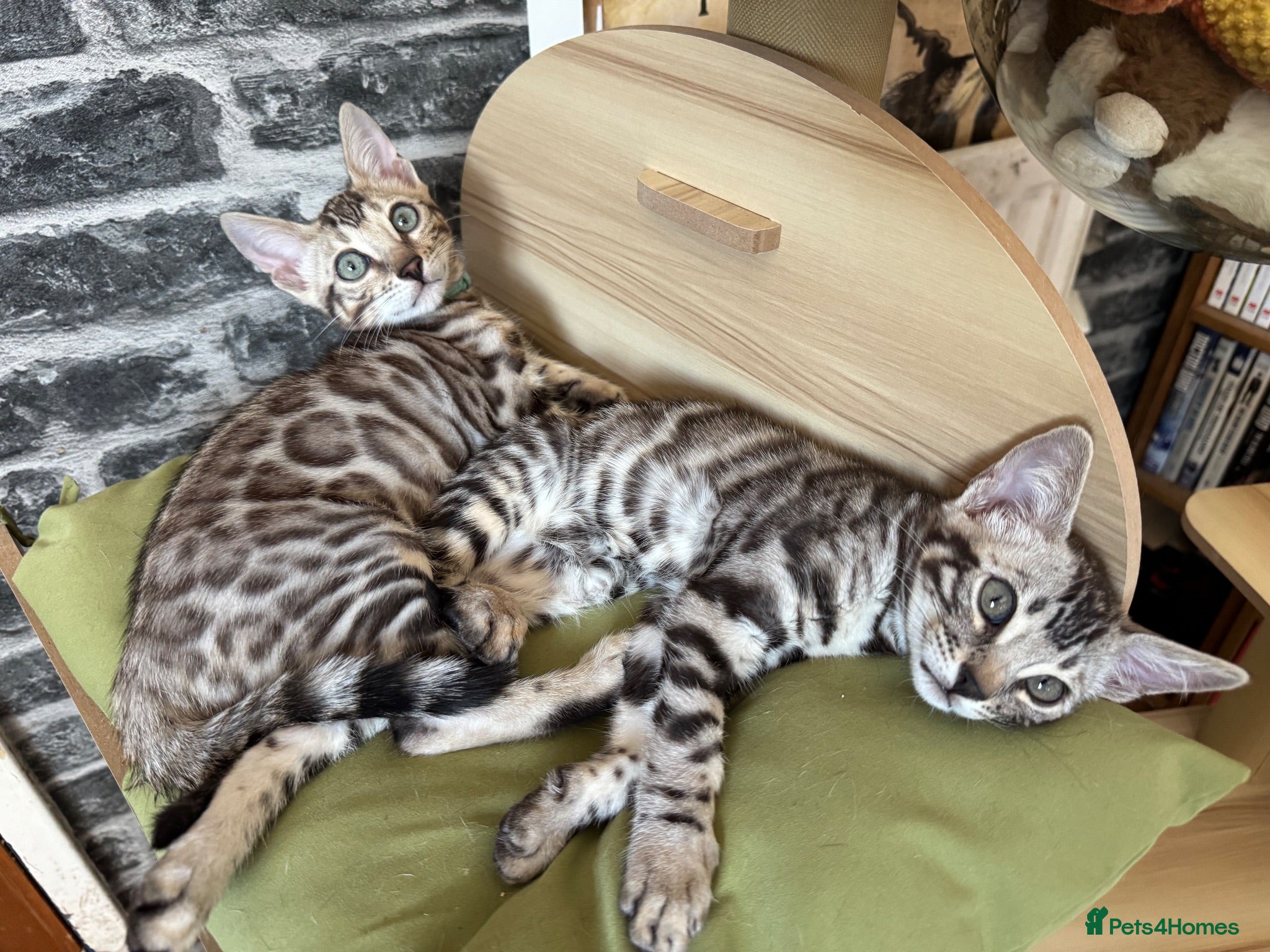 Bengal cats Stunning rare snow&silver bengals. TICA REGISTERED - Advert 2