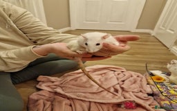 Rat rodents for sale: 3 female rats - Image 10
