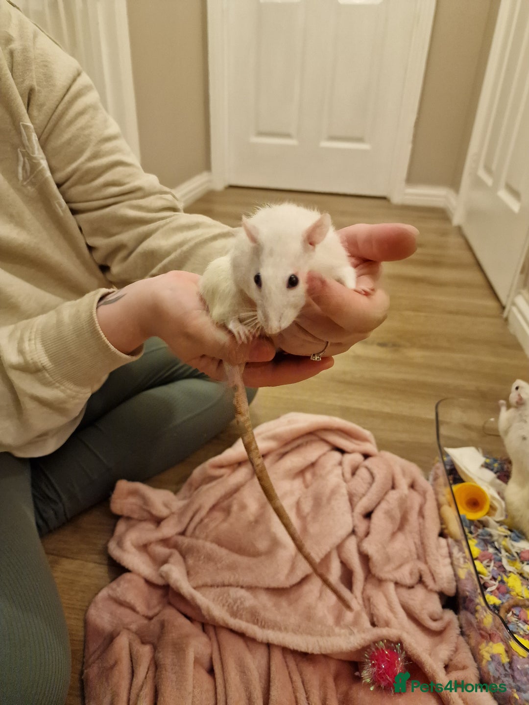 Rat rodents for sale: 3 female rats - Image 10