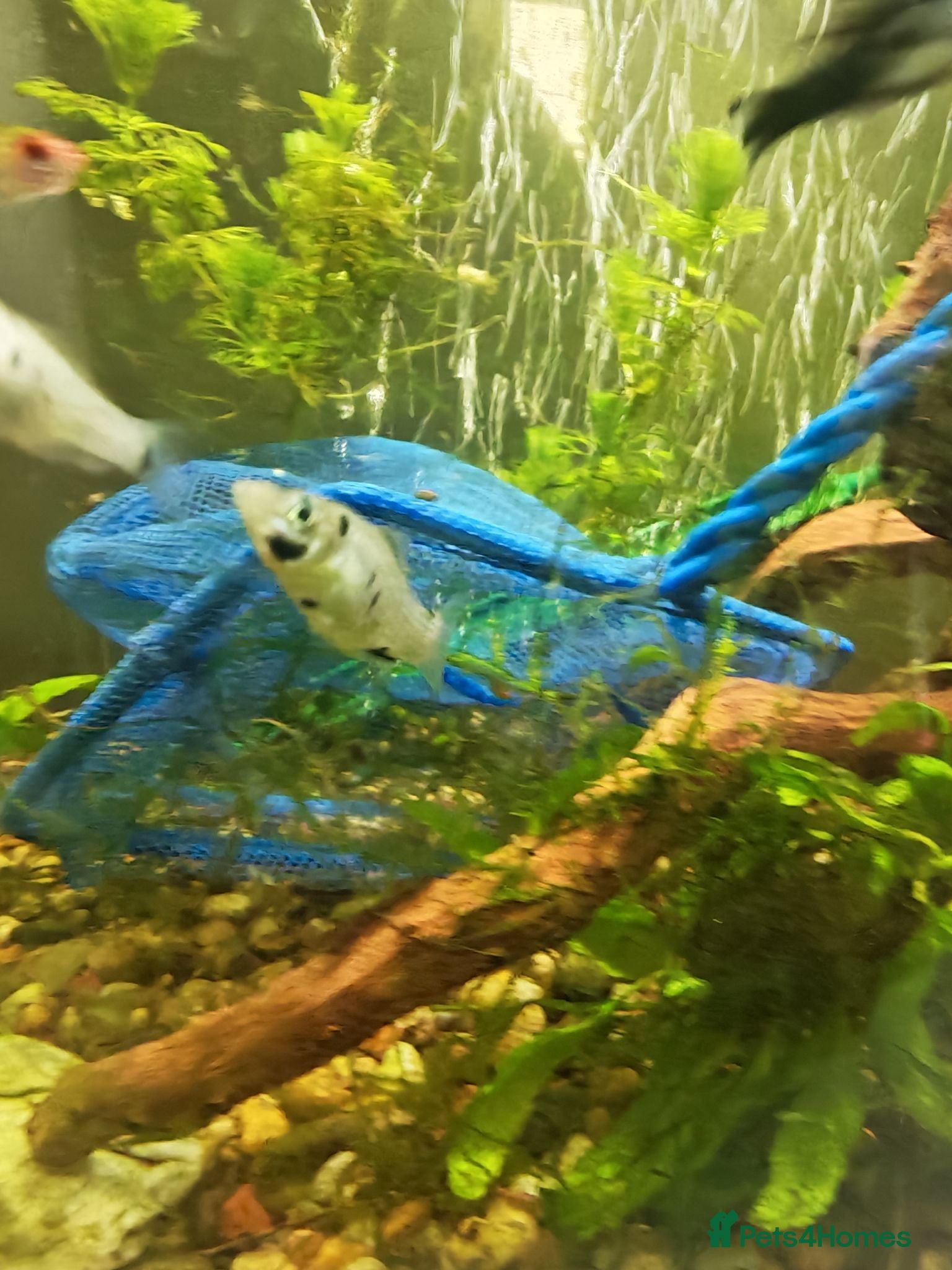Mollies fish Molly fish  - Advert 18