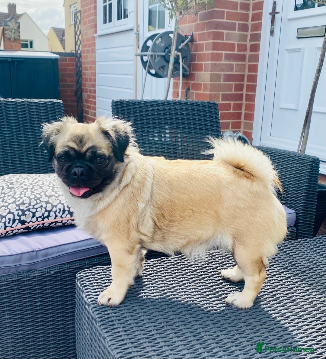 Pug dogs for sale: Beautiful KC Reg spayed fluffy pug needs home 💖 - Advert 14