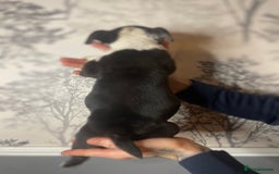 Mixed Breed dogs for sale: Bulldogs for sale  - Image 33