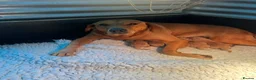 Labrador Retriever dogs for sale: Stunning Litter of KC Reg Labrador Puppies - Advert 6