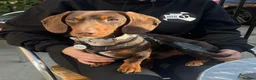 Miniature Dachshund dogs for stud: Miniature Dachshund Stud in Hartlepool - Advert 11