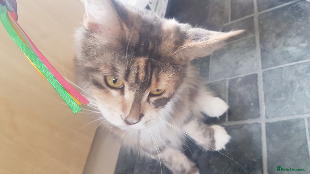 Maine Coon cats for sale: Tica Pedigree Blue Tortoishell Female Maine Coon  - Image 2